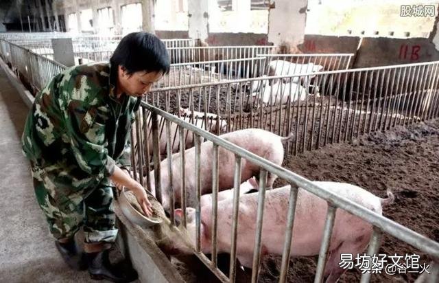 猪肉下降,养猪专业户如何面对?