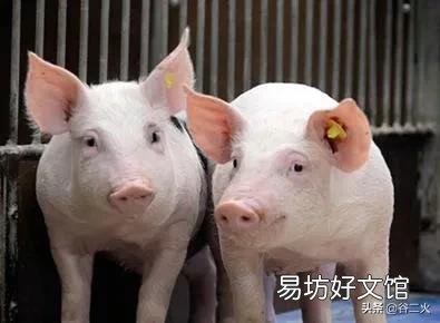 猪肉下降,养猪专业户如何面对?