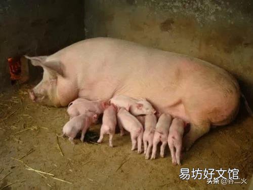 猪肉下降,养猪专业户如何面对?
