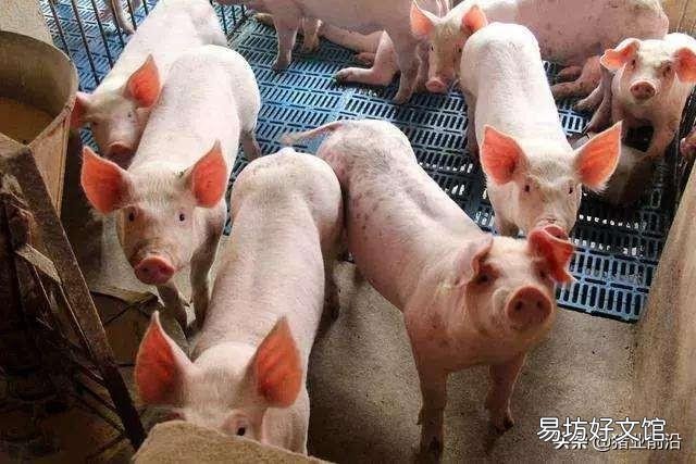 猪肉下降,养猪专业户如何面对?