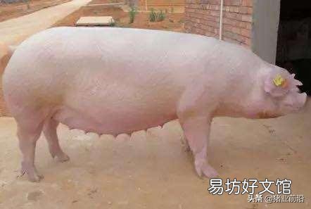 猪肉下降,养猪专业户如何面对?