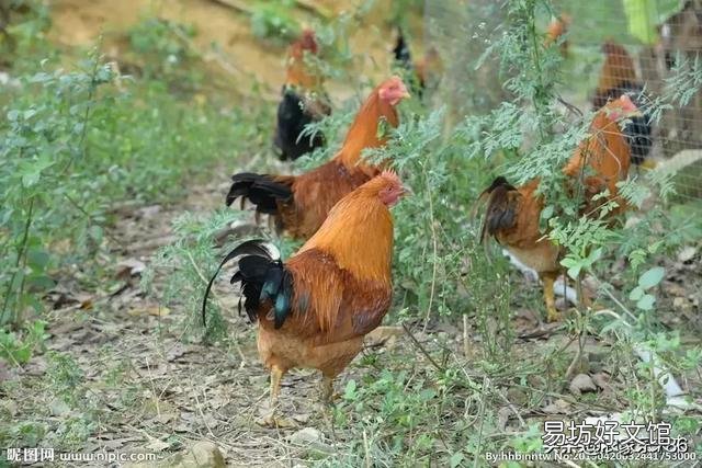 为什么有的村民散养土鸡，陌生人出多高价钱都不愿意卖给人家呢？