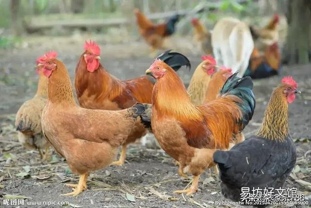 为什么有的村民散养土鸡，陌生人出多高价钱都不愿意卖给人家呢？