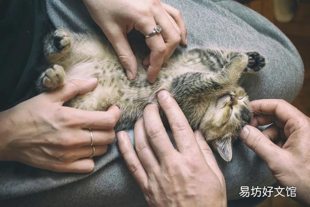 猫咪应激反应症状(猫咪应激反应症状怎么缓解)