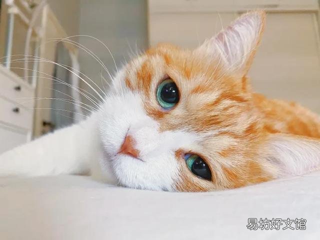猫咪应激反应症状(猫咪应激反应症状怎么缓解)