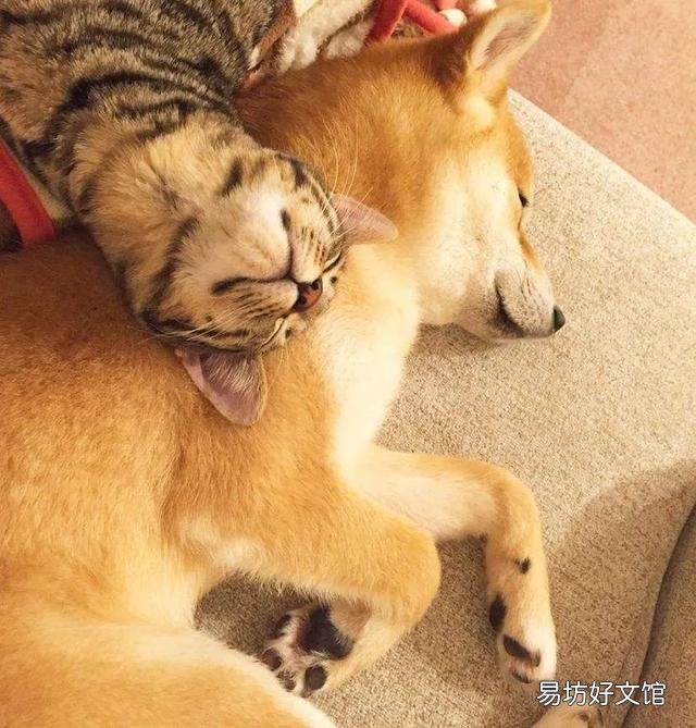 猫咪应激反应症状(猫咪应激反应症状怎么缓解)