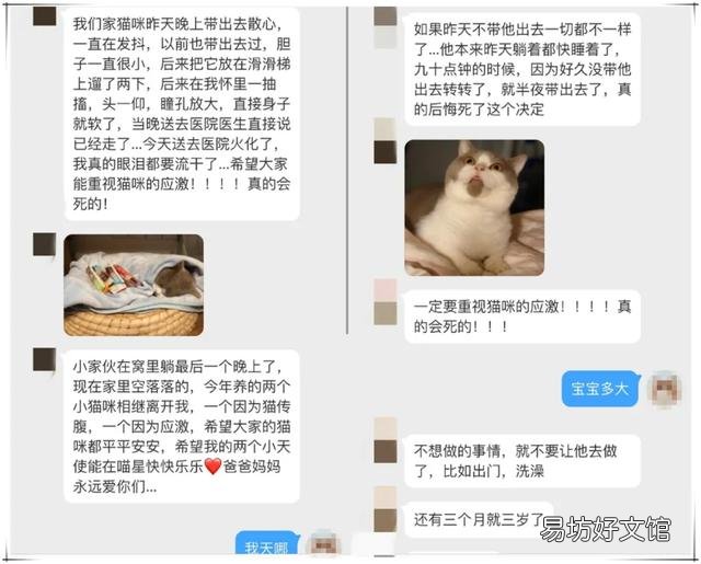 猫咪应激反应症状(猫咪应激反应症状怎么缓解)