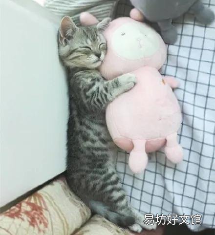 猫咪应激反应症状(猫咪应激反应症状怎么缓解)
