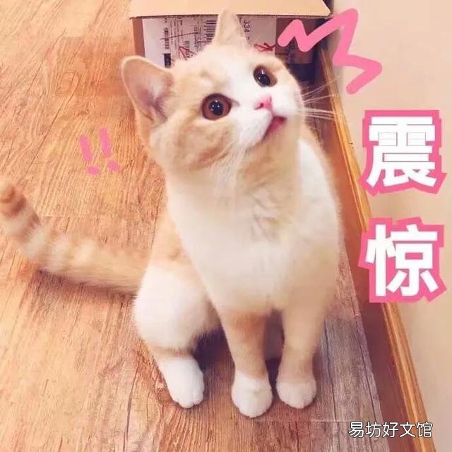 猫咪应激反应症状(猫咪应激反应症状怎么缓解)