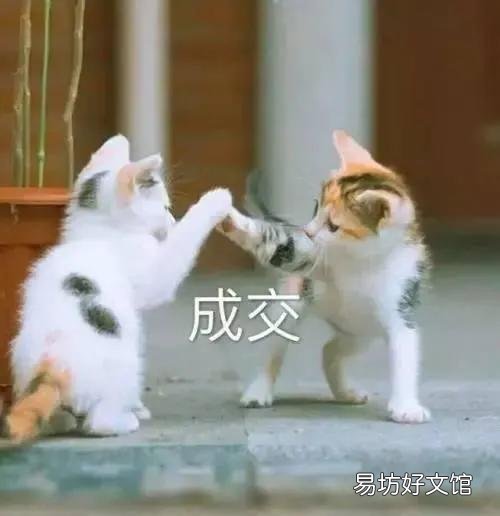 猫咪应激反应症状(猫咪应激反应症状怎么缓解)