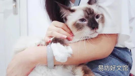 猫咪应激反应症状(猫咪应激反应症状怎么缓解)