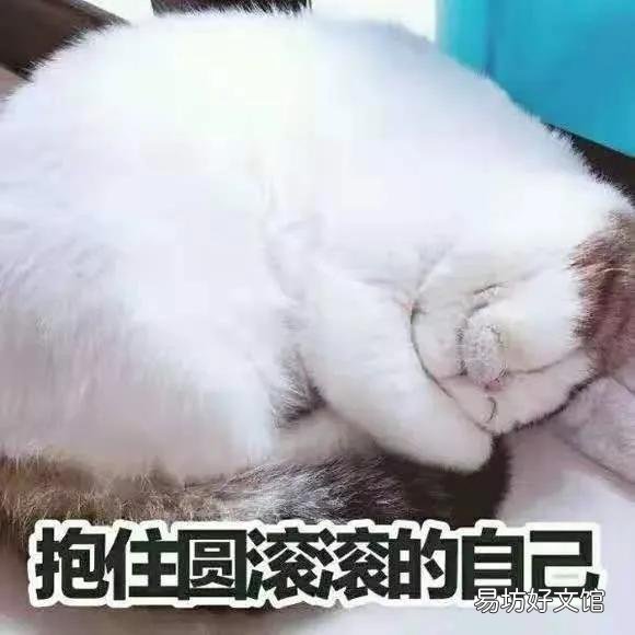 猫咪应激反应症状(猫咪应激反应症状怎么缓解)