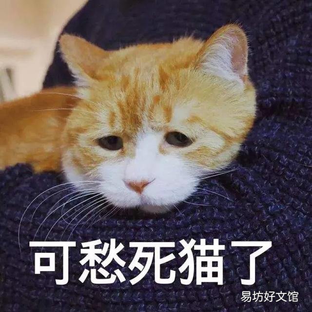 猫咪应激反应症状(猫咪应激反应症状怎么缓解)