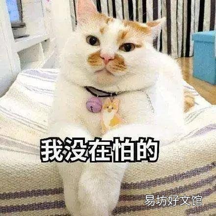 猫咪应激反应症状(猫咪应激反应症状怎么缓解)