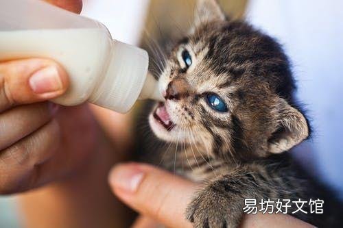 公猫发情的特征(公猫发情的常见表现)