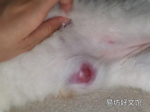 公猫发情的特征(公猫发情的常见表现)