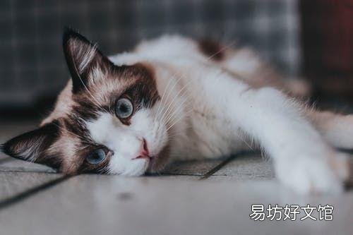 公猫发情的特征(公猫发情的常见表现)