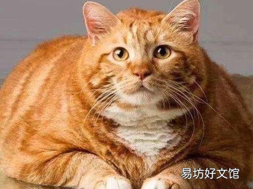 公猫发情的特征(公猫发情的常见表现)