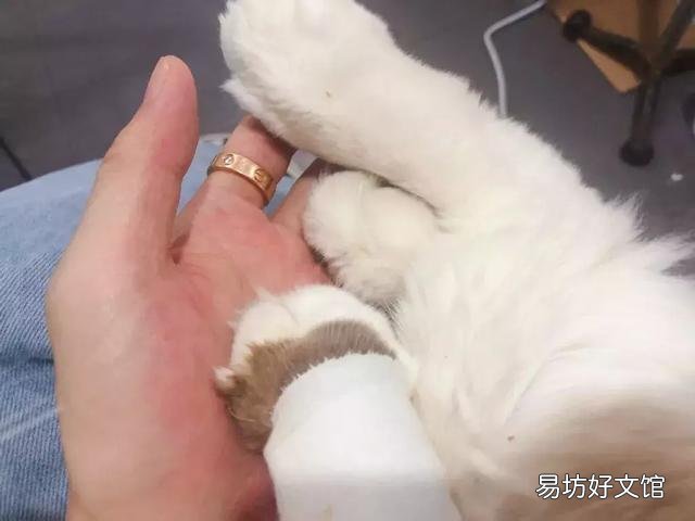 干性猫传腹(干性猫传腹能治好吗)