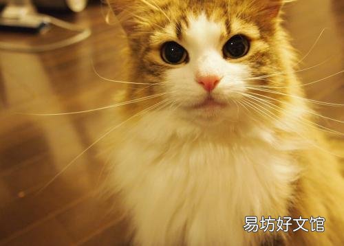 猫咪绝育一般多少钱(公猫绝育一般多少钱)