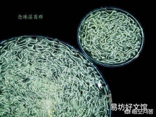 发菜不属于植物,为什么还被列入国家一级保护植物?