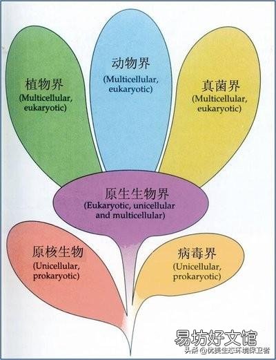 发菜不属于植物,为什么还被列入国家一级保护植物?