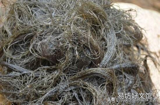 发菜不属于植物,为什么还被列入国家一级保护植物?