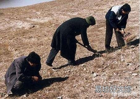 发菜不属于植物,为什么还被列入国家一级保护植物?