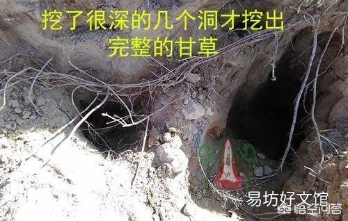 发菜不属于植物,为什么还被列入国家一级保护植物?