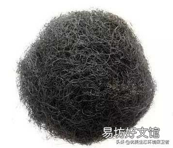 发菜不属于植物,为什么还被列入国家一级保护植物?