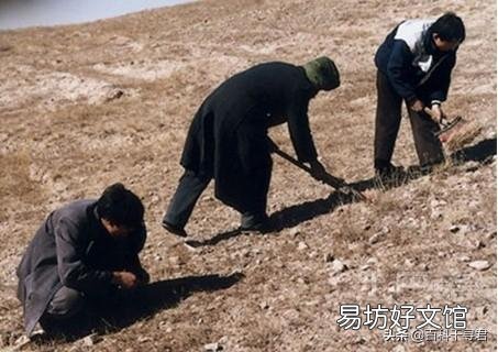 发菜不属于植物,为什么还被列入国家一级保护植物?