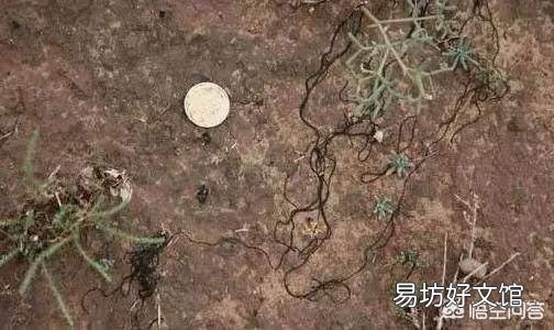 发菜不属于植物,为什么还被列入国家一级保护植物?