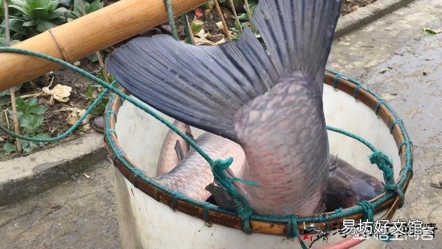 作为“四大家鱼”之一的青鱼,为啥沦落到几乎没人养殖的地步了?