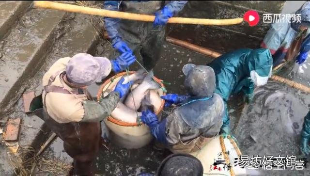 作为“四大家鱼”之一的青鱼,为啥沦落到几乎没人养殖的地步了?