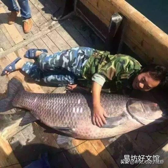 作为“四大家鱼”之一的青鱼,为啥沦落到几乎没人养殖的地步了?