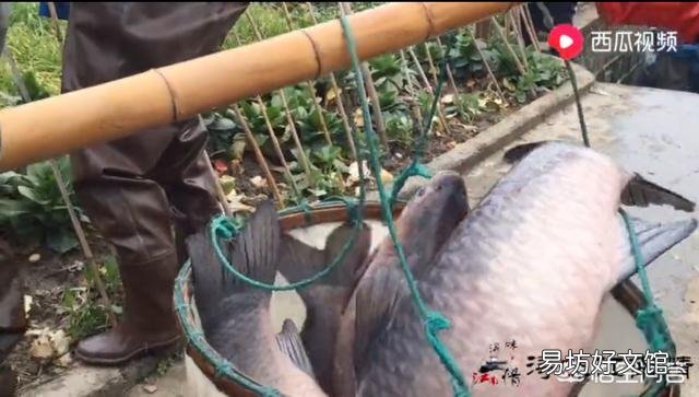 作为“四大家鱼”之一的青鱼,为啥沦落到几乎没人养殖的地步了?