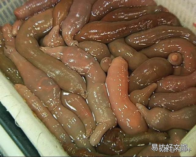你喜欢吃海鲜吗?喜欢吃哪些海鲜?