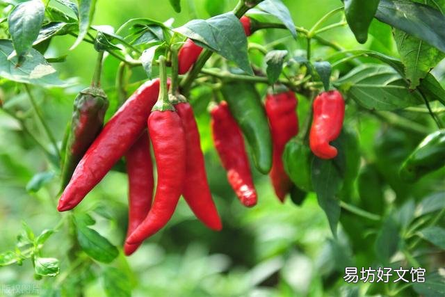 有人说,当下有许多农产品是农民卖不掉,市民吃不起的,问题到底出在了哪里?