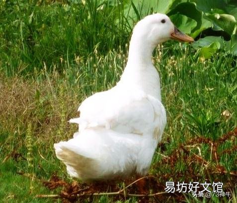 鸭子的寿命是多久,几年以上的营养价值最高?