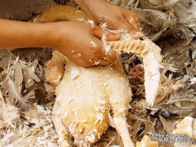 鸭子的寿命是多久,几年以上的营养价值最高?