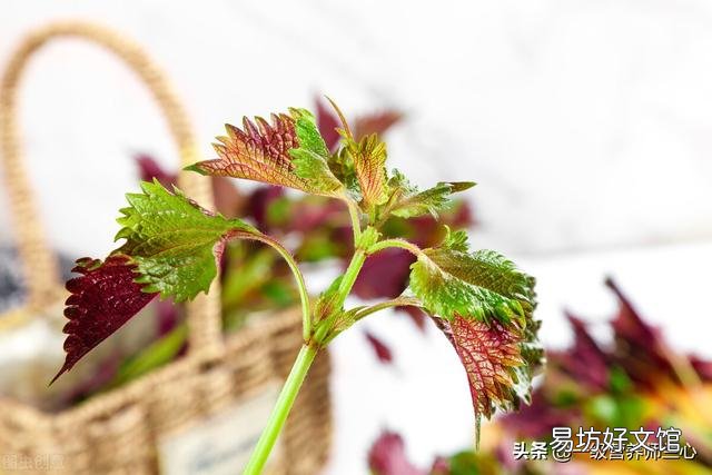 坚持用紫苏泡水喝,对身体有什么作用?