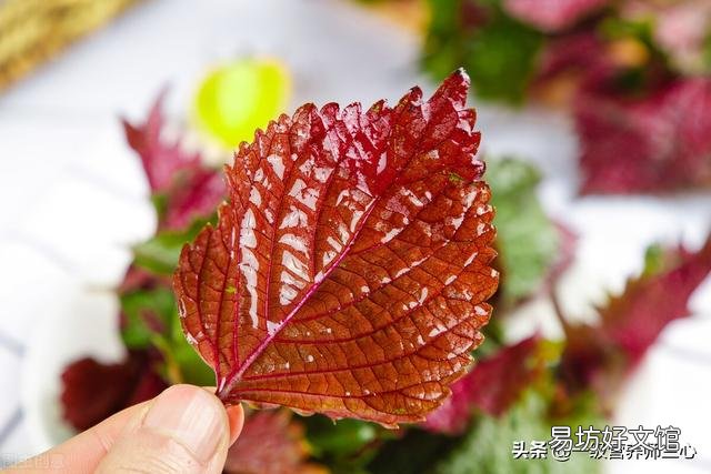 坚持用紫苏泡水喝,对身体有什么作用?