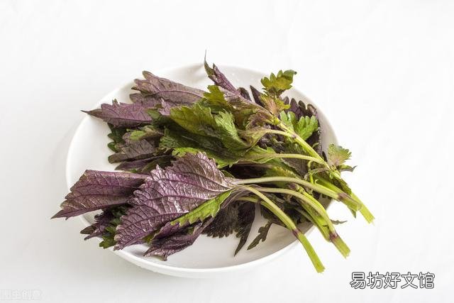 坚持用紫苏泡水喝,对身体有什么作用?