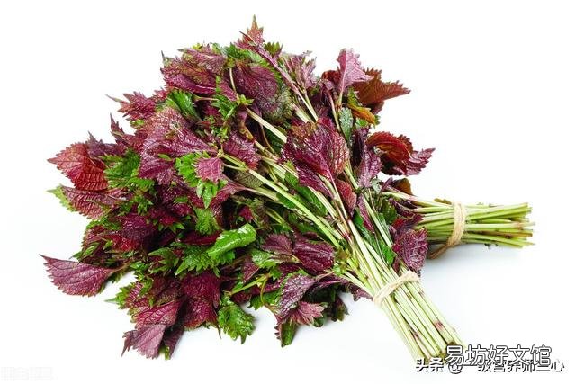 坚持用紫苏泡水喝,对身体有什么作用?