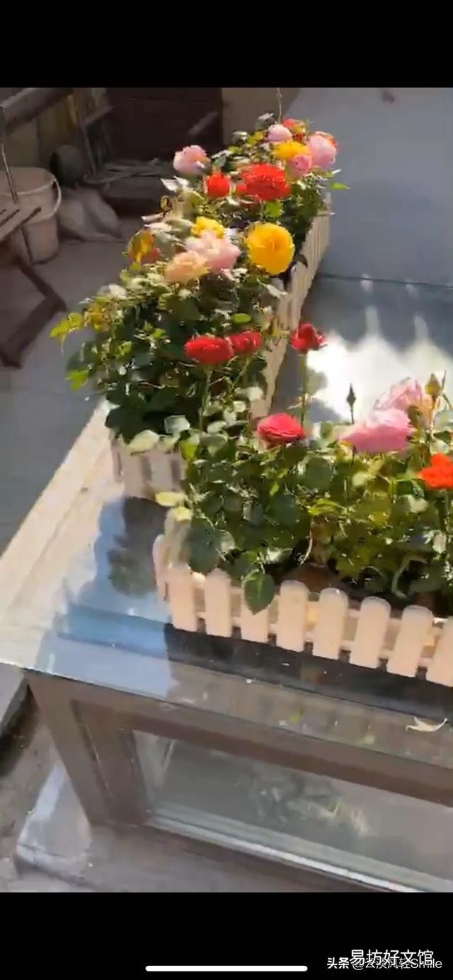 你们的小院子长什么样子?可以晒一晒吗?