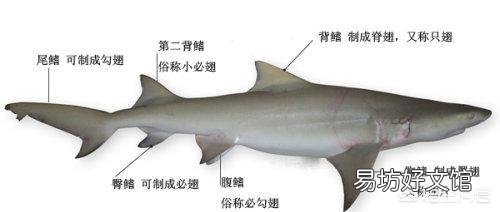 鱼翅是什么?有什么营养价值?