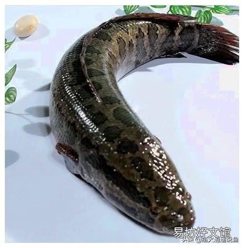 水库养鱼里没有放黑鱼，黑鱼哪里来的？一般的水库都会有黑鱼吗？