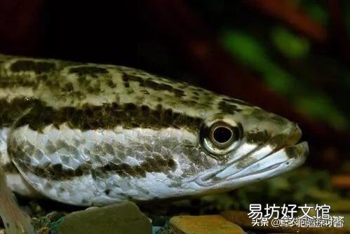 水库养鱼里没有放黑鱼，黑鱼哪里来的？一般的水库都会有黑鱼吗？
