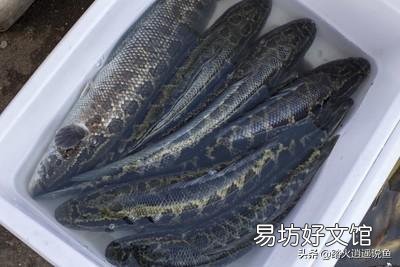 水库养鱼里没有放黑鱼，黑鱼哪里来的？一般的水库都会有黑鱼吗？