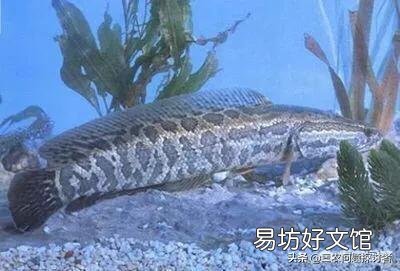 水库养鱼里没有放黑鱼，黑鱼哪里来的？一般的水库都会有黑鱼吗？